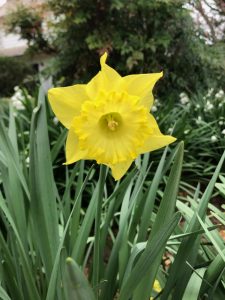 yellow flower